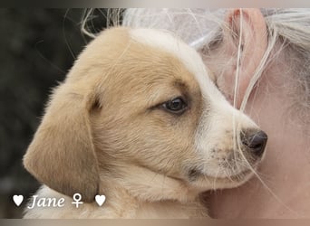 Juna, Julie, Joanna, Jill und Jane suchen ab Januar ein Zuhause