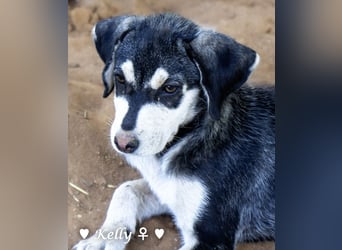 Kelly, Lucky und Brisco suchen ein Zuhause