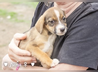 Juna, Julie, Joanna, Jill und Jane suchen ab Januar ein Zuhause