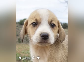 Juna, Julie, Joanna, Jill und Jane suchen ab Januar ein Zuhause