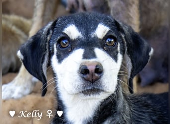 Kelly, Lucky und Brisco suchen ein Zuhause