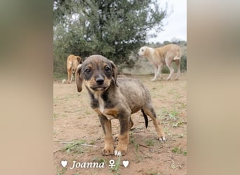 Juna, Julie, Joanna, Jill und Jane suchen ab Januar ein Zuhause
