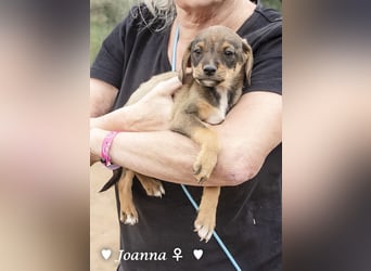 Juna, Julie, Joanna, Jill und Jane suchen ab Januar ein Zuhause