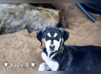 Kelly, Lucky und Brisco suchen ein Zuhause