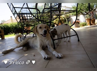 Kelly, Lucky und Brisco suchen ein Zuhause