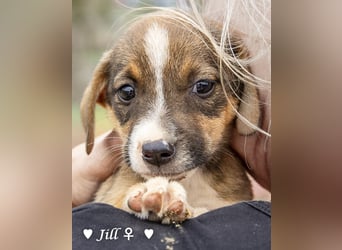 Juna, Julie, Joanna, Jill und Jane suchen ab Januar ein Zuhause