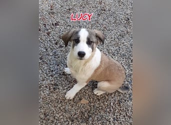 Lucy, (weiblich) menschenbezogener, neugierig,hat viel Energie