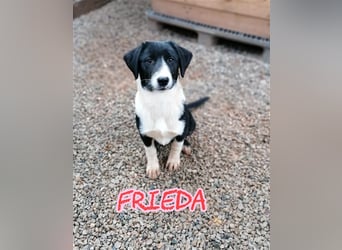 Frieda, (weiblich)  ruhig, klug, verschmust