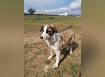 Lucy, (weiblich) menschenbezogener, neugierig,hat viel Energie