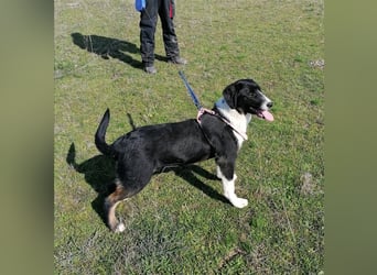 Frieda, (weiblich)  ruhig, klug, verschmust