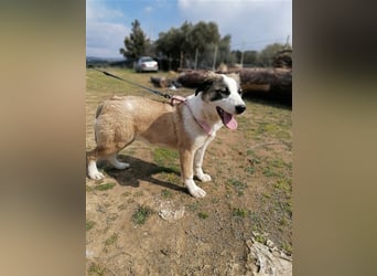 Lucy, (weiblich) menschenbezogener, neugierig,hat viel Energie