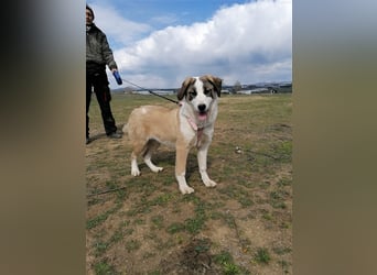 Lucy, (weiblich) menschenbezogener, neugierig,hat viel Energie