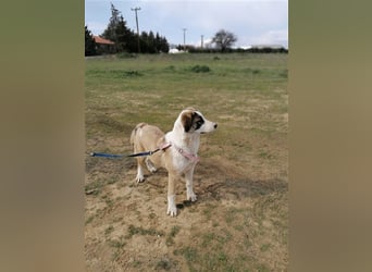 Lucy, (weiblich) menschenbezogener, neugierig,hat viel Energie