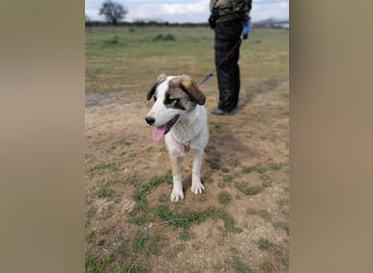 Lucy, (weiblich) menschenbezogener, neugierig,hat viel Energie