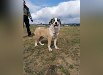 Lucy, (weiblich) menschenbezogener, neugierig,hat viel Energie