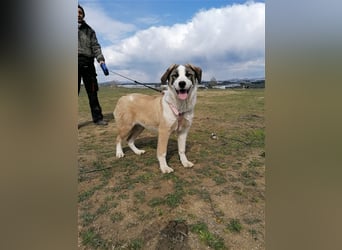 Lucy, (weiblich) menschenbezogener, neugierig,hat viel Energie