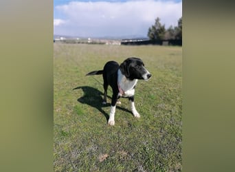 Frieda, (weiblich)  ruhig, klug, verschmust