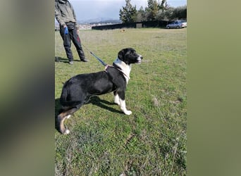Frieda, (weiblich)  ruhig, klug, verschmust