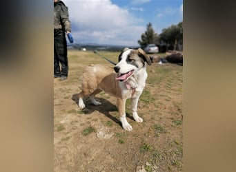 Lucy, (weiblich) menschenbezogener, neugierig,hat viel Energie