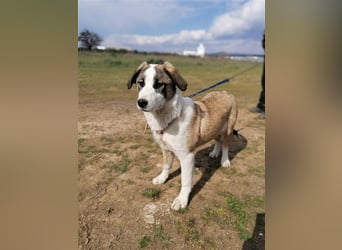 Lucy, (weiblich) menschenbezogener, neugierig,hat viel Energie