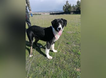 Frieda, (weiblich)  ruhig, klug, verschmust