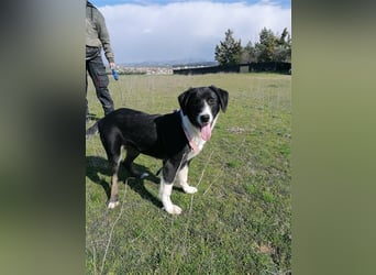 Frieda, (weiblich)  ruhig, klug, verschmust