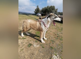 Lucy, (weiblich) menschenbezogener, neugierig,hat viel Energie