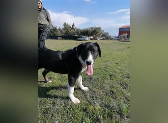 Frieda, (weiblich)  ruhig, klug, verschmust