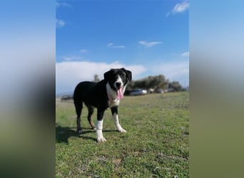 Frieda, (weiblich)  ruhig, klug, verschmust