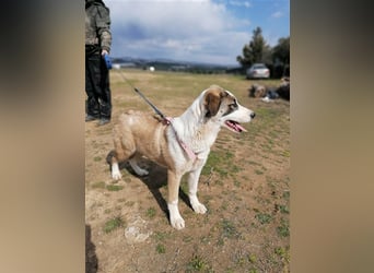 Lucy, (weiblich) menschenbezogener, neugierig,hat viel Energie