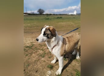 Lucy, (weiblich) menschenbezogener, neugierig,hat viel Energie