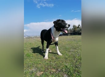 Frieda, (weiblich)  ruhig, klug, verschmust
