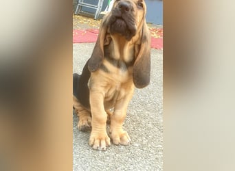 Bloodhound Welpen FCI