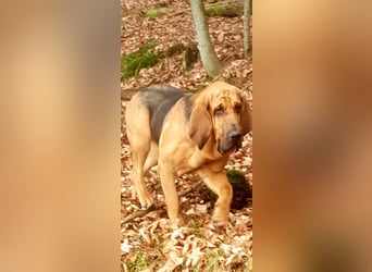 Bloodhound Welpen FCI