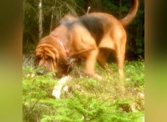 Bloodhound Welpen FCI