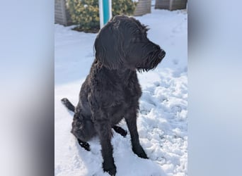 Kubo - braucht ausreichend Beschäftigung