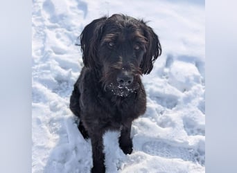 Kubo - braucht ausreichend Beschäftigung