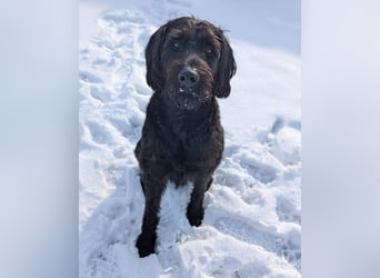 Kubo - braucht ausreichend Beschäftigung