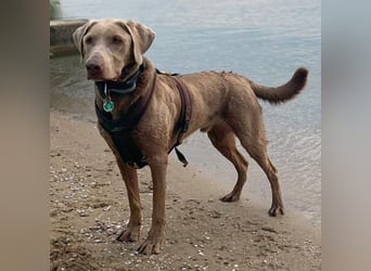 Joker - suchen aktive&erfahrene Menschen