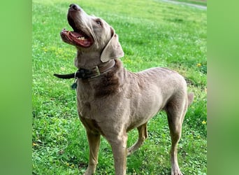 Joker - suchen aktive&erfahrene Menschen