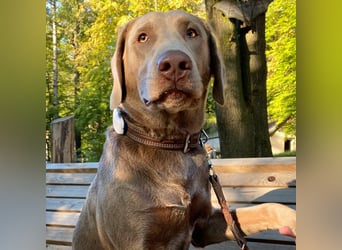 Joker - suchen aktive&erfahrene Menschen