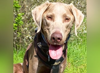 Joker - suchen aktive&erfahrene Menschen