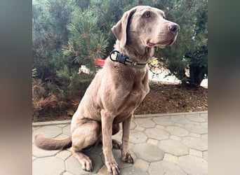 Joker - suchen aktive&erfahrene Menschen