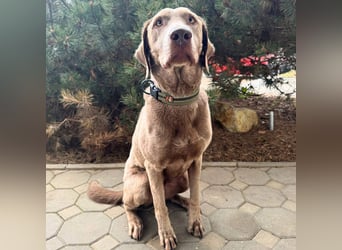 Joker - suchen aktive&erfahrene Menschen