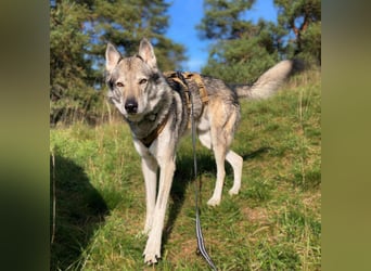 Floki - ist verschmust