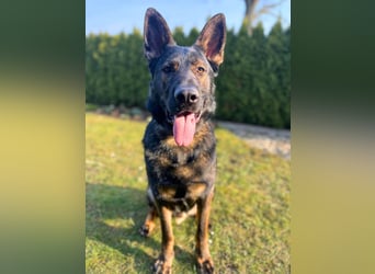 Ares - der Wirbelwind