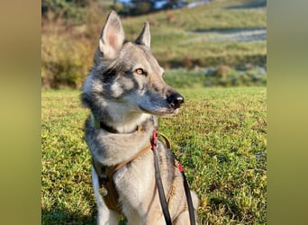 Floki - ist verschmust