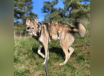 Floki - ist verschmust