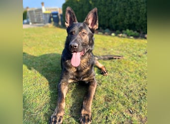 Ares - der Wirbelwind