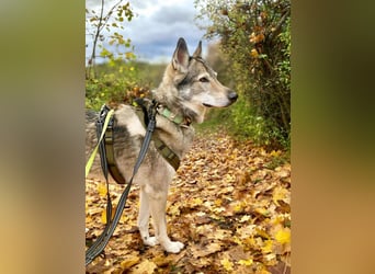 Floki - ist verschmust